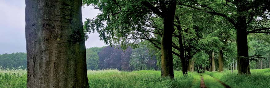 Bomenlaan met wandelpad